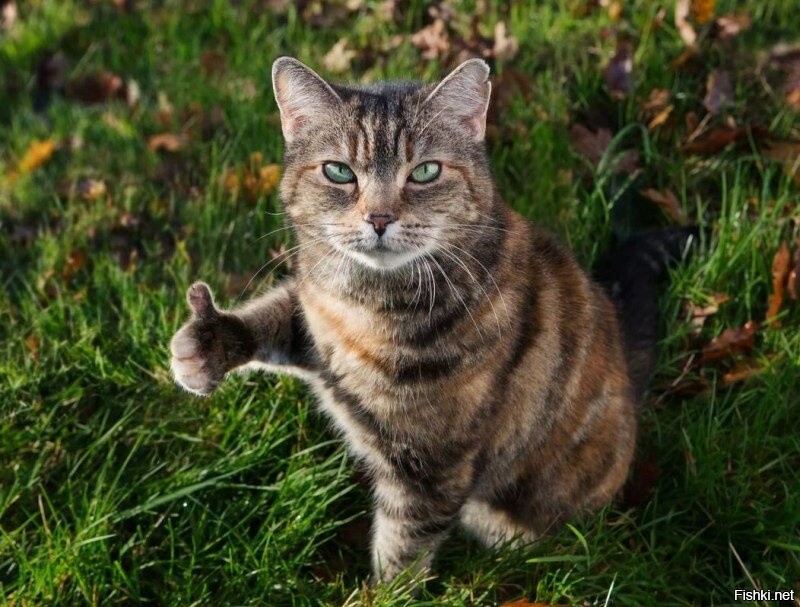 Солянка от 11.12.2022