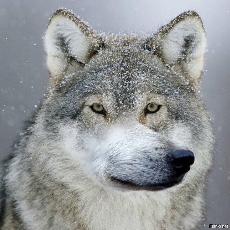 Солянка от 11.12.2022