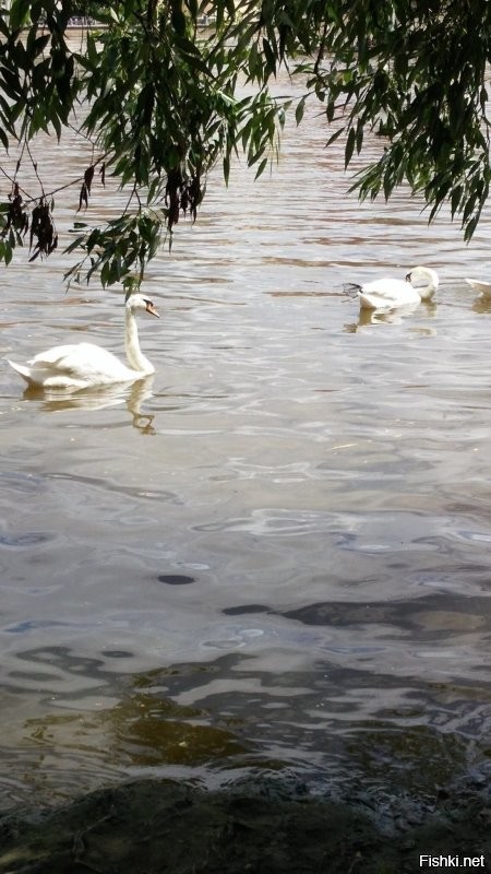 Там же на Влтаве...