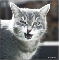 обидил котовских, вот тебе и карма...