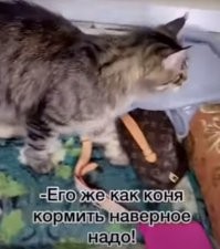 Вот тут бабуля права на все 100%.
Его содержать - пенсии не хватит. Т.к. они почти все генетические уроды, полученные путем скрещивания близких родственников- соответственно очень слабое здоровье, слабое пищеварение, корма только суперпремиум канадские и т.п., ветеринары, лекарства, и т.п. А как он гадит- писает по поллитра, какакает кучи как человек, присыпка мешками уходила.