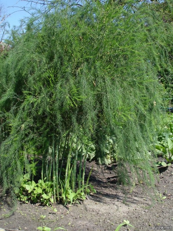 а еще красиво