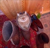 Гадим в валенки креативно.