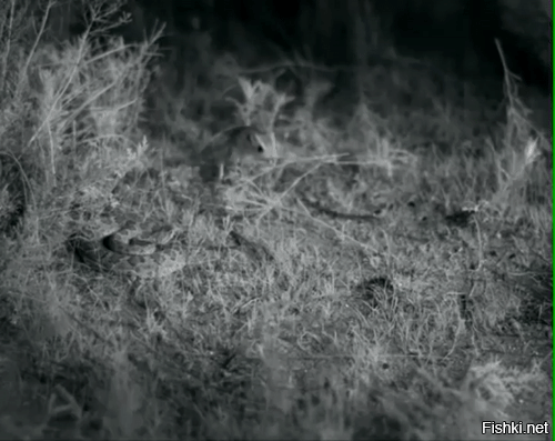 Длинноухий тушканчик — ночной грызун, похожий на мышь, с длинным хвостом, дли...