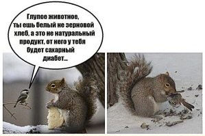 Гастрономические табу для пернатых и хвостатых