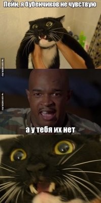 Месть сладка: 30 животных, которые отомстили за то, что им не нравится