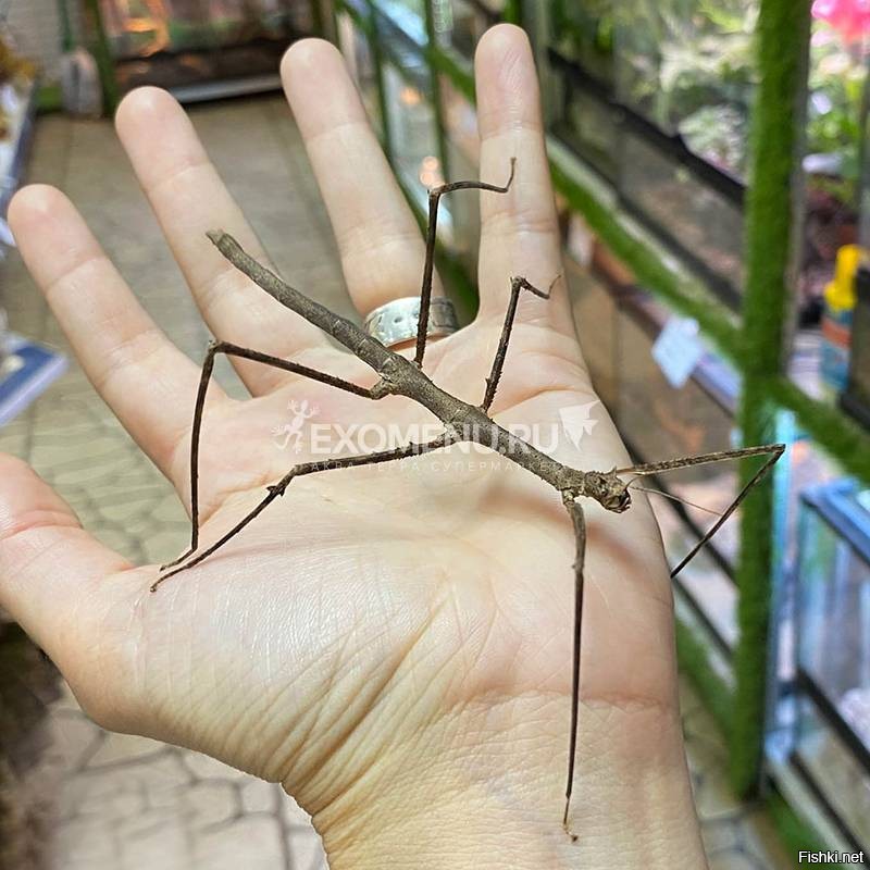 Солянка от 12.12.2022