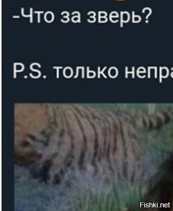 Вроде, тигр.