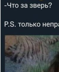 Вроде, тигр.