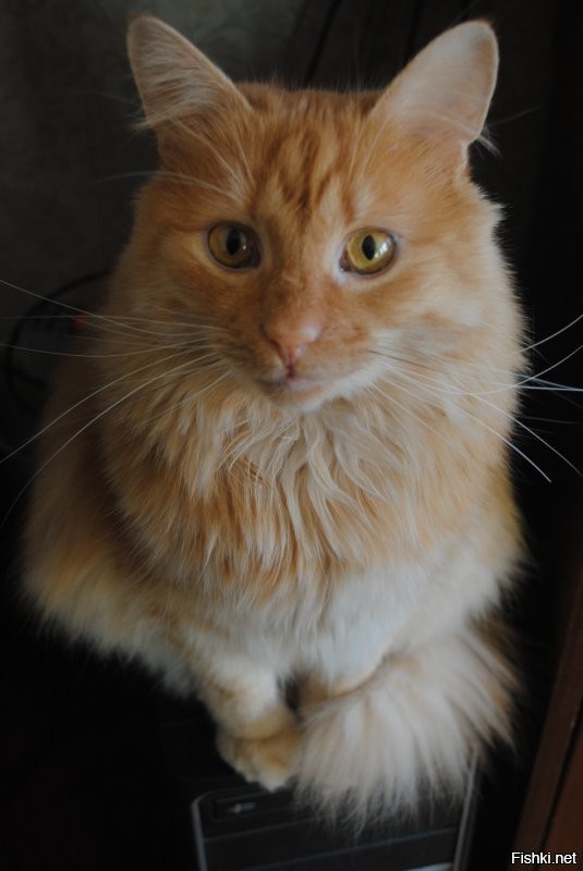 завтра в 18:00
-да
- жаль, я буду занят