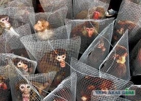 Всю эту хероборину, надо вычищать из страны под "метелку"!  Завозить ограниченными партиями, с приминением биометрических данных и геолокационных датчиков!!!