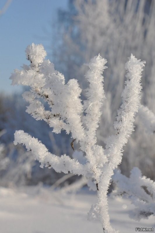 А у нас только такие