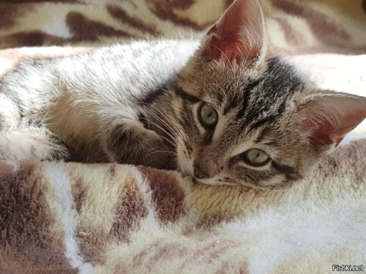 А чо, мы спасть седне не будим?
Тогда кушоть довай)))