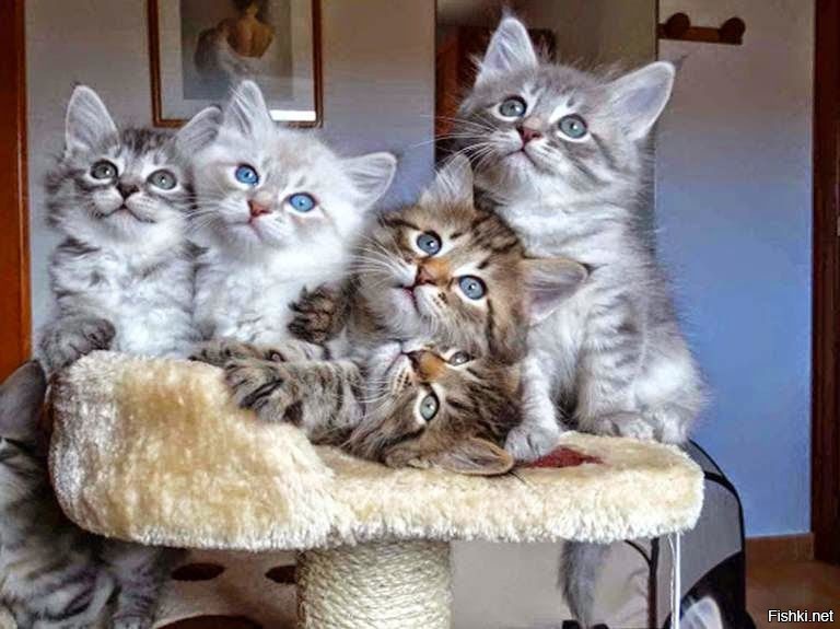 А чо, мы спасть седне не будим?
Тогда кушоть довай)))