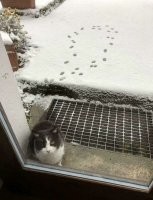 Ога! Особенно вопрос имбецила про решетку перед дверью...