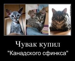 Покупка породистого пса в интернете: ожидание и реальность