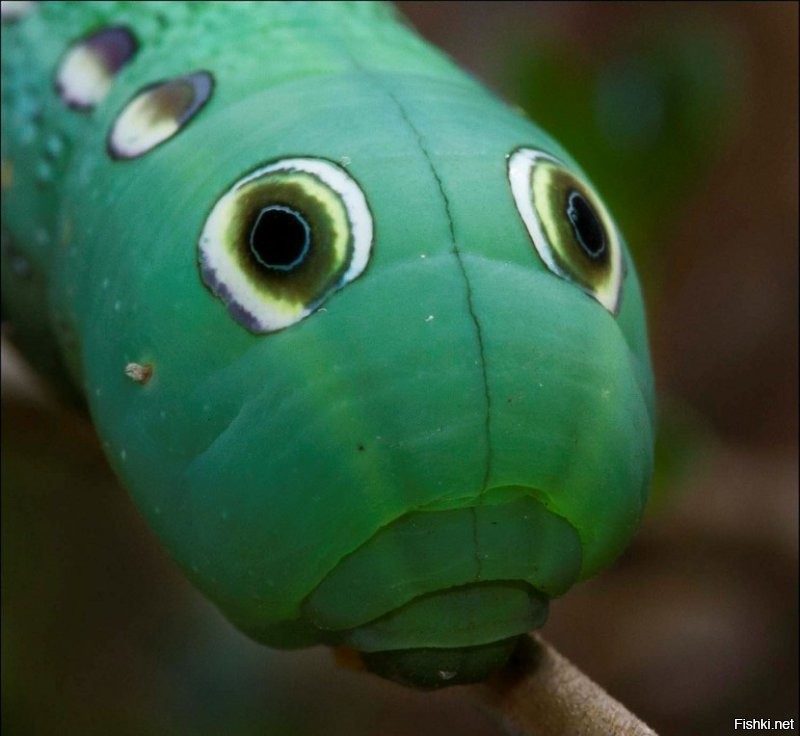 Гусеница лесного шелкопряда надела свой свитер с пингвинчиками)