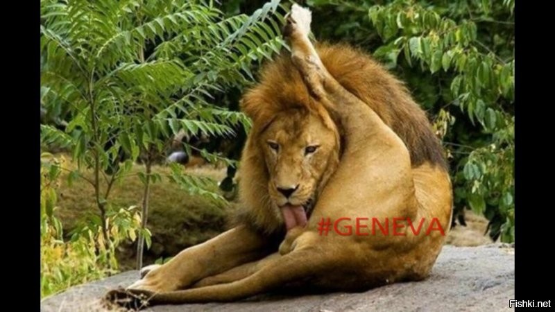 Ну, с его животом тяжело делать как у меня кот делает, когда ему скучно.