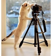 Фотографирует.
