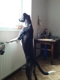 То есть шоркаться по интернету и покупать она умеет, а шоркаться по интрнету и посмотреть стати породы-нет. Не жалко таких дурачков. Надеюсь только что отличный пёсель всё же любим своей глупой хозяйкой, а не вышвырнут с пояснением, что не может справиться и кушает собака много.
  Даже не зная породы, очень легко найти сколько всесит и какой размер у щенка разных пород в разные периоды. Изначально видно что щен слишком большой для рассела.
 А вообще нех.рен гнатся за породой по дешовке- возьми с улицы, приюта. У меня три собаки подобранки. Все замечательные. А последняя вообще великолепная красотка и умница. На фото Нора: Щенок пара месяцев. Щенок примерно 7 месяцев. На море с подругой Герой(тоже подобранкой) уже взрослая больше года. И просто дома смотрит в окно. Замечательнее собаки я не знаю!