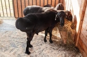 30 фото разных занятных штук, которые не каждый день увидишь