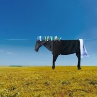 Это не "Идеальная случайность", это арт-проект от фотографа Helga Stentzel