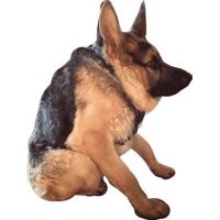 похож на ту собаку сутулую...)