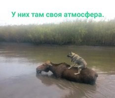 Продолжаем барражировать соцсети