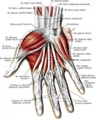 "Есть три основные группы мышц в этой части руки: мышцы большого пальца (радиальные), мышцы мизинца (ulnar) и ладонные мышцы (которые занимают пространство между костями и поэтому называются межкостными и червеобразными мышцами (lumbricales)). Все эти мышцы находятся в ладони, в пальцах располагаются только сухожилия."