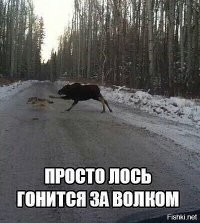 Да-то оно да, да лоси все неграмотные, ПДД не учили.