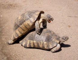 Коллекция автомобильных приколов на пятницу