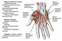 22 коротких факта для тех, кому некогда учиться