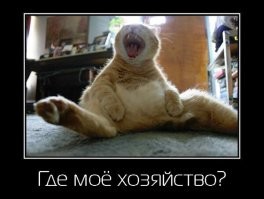Кот, который не понимает намёков