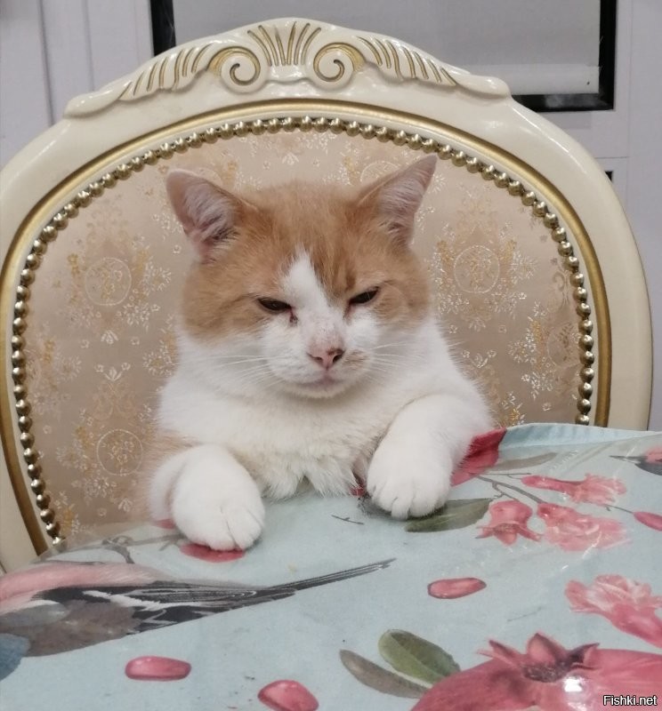 Рыжий кот приносит в дом счастье, так говорят. А вообще кайфушники по жизни. Первого подобрали на улице 2 месяца назад. А второй уже 11лет с нами.