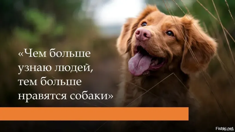 В Старом Осколе спасли пса, которого хозяин привязал к багажнику и прокатил по асфальту