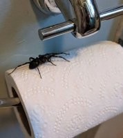 Бумага против запоров