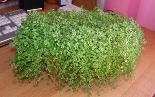 Конкретно за этой жрали солейролию