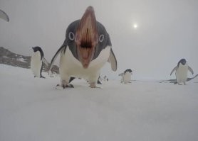 Фотоподборка