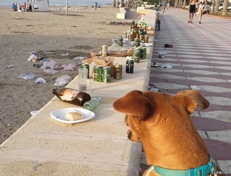 Судя по состоянию пляжа, им только животные (конкретно - свиньи) и пользуются.