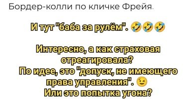 Собака попробовала себя в роли водителя и сразу устроила ДТП