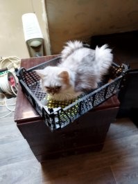 В апреле на улице подобрал.