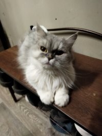 Котяра со злобной мордочкой стал популярным в сети