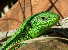 Судя по ее дистрофии ей хватило одной ящерки..