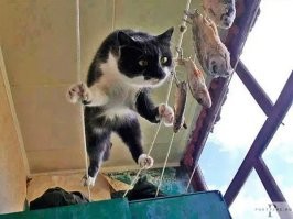 Вижу цель, не вижу препятствий!