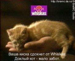 Чёрный и пока еще легальный: жёсткий юмор во всей своей красе