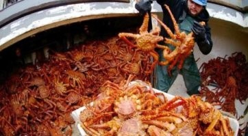 Красный камчатский краб