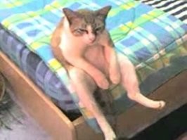 Да нормально все с лапами