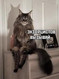 30 котов с чудинкой, которым нужна перезагрузка 