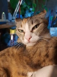 ща я вам устрою!