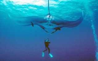 А что манты, уже не котируются? Все ж до девяти метров бывают...